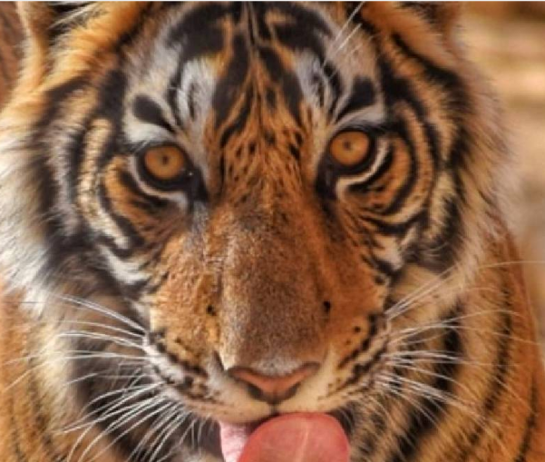 Delhi to Jim Corbett Park Motorcycle Trip