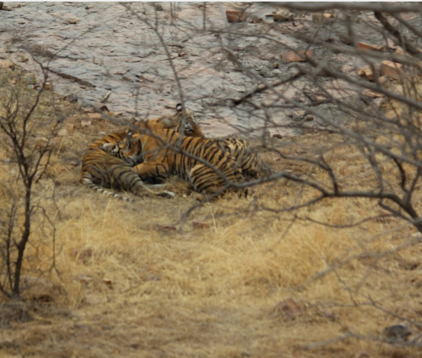 Ranthambore Motorbike Tour